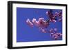 lilac-Johan Lilja-Framed Premium Giclee Print