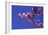 lilac-Johan Lilja-Framed Premium Giclee Print