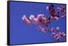 lilac-Johan Lilja-Framed Stretched Canvas