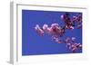 lilac-Johan Lilja-Framed Giclee Print