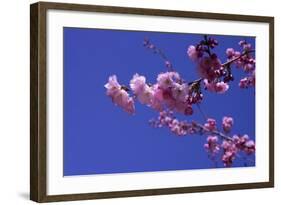 lilac-Johan Lilja-Framed Giclee Print