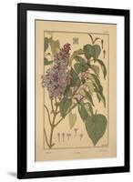 Lilac-null-Framed Giclee Print