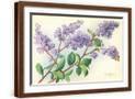 Brown Frame