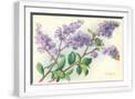White Frame