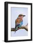 Lilacbreasted Roller; Coracias Caudata; South Africa-Johan Swanepoel-Framed Photographic Print