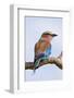 Lilacbreasted Roller; Coracias Caudata; South Africa-Johan Swanepoel-Framed Photographic Print