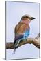 Lilacbreasted Roller; Coracias Caudata; South Africa-Johan Swanepoel-Mounted Photographic Print