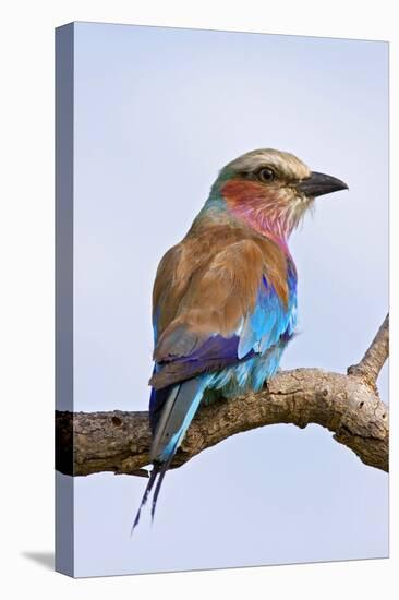 Lilacbreasted Roller; Coracias Caudata; South Africa-Johan Swanepoel-Stretched Canvas