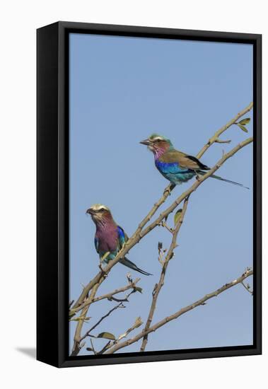 Lilacbreasted rollers (Coracias caudatus), Chobe National Park, Botswana, Africa-Ann and Steve Toon-Framed Stretched Canvas