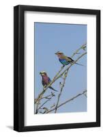 Lilacbreasted rollers (Coracias caudatus), Chobe National Park, Botswana, Africa-Ann and Steve Toon-Framed Photographic Print