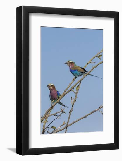 Lilacbreasted rollers (Coracias caudatus), Chobe National Park, Botswana, Africa-Ann and Steve Toon-Framed Photographic Print