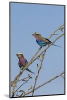 Lilacbreasted rollers (Coracias caudatus), Chobe National Park, Botswana, Africa-Ann and Steve Toon-Mounted Photographic Print