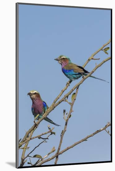 Lilacbreasted rollers (Coracias caudatus), Chobe National Park, Botswana, Africa-Ann and Steve Toon-Mounted Photographic Print