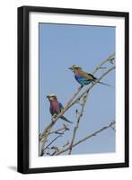 Lilacbreasted rollers (Coracias caudatus), Chobe National Park, Botswana, Africa-Ann and Steve Toon-Framed Photographic Print