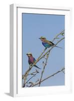 Lilacbreasted rollers (Coracias caudatus), Chobe National Park, Botswana, Africa-Ann and Steve Toon-Framed Photographic Print