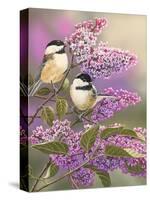 Lilacs and Chickadees-William Vanderdasson-Stretched Canvas