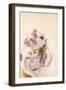 Lilacs, C.1917 (W/C on Paper)-Charles Demuth-Framed Giclee Print