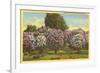 Lilacs, Highland Park, Rochester, New York-null-Framed Premium Giclee Print