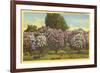 Lilacs, Highland Park, Rochester, New York-null-Framed Premium Giclee Print