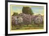 Lilacs, Highland Park, Rochester, New York-null-Framed Premium Giclee Print