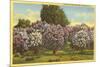 Lilacs, Highland Park, Rochester, New York-null-Mounted Premium Giclee Print