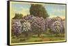 Lilacs, Highland Park, Rochester, New York-null-Framed Stretched Canvas