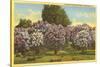 Lilacs, Highland Park, Rochester, New York-null-Stretched Canvas