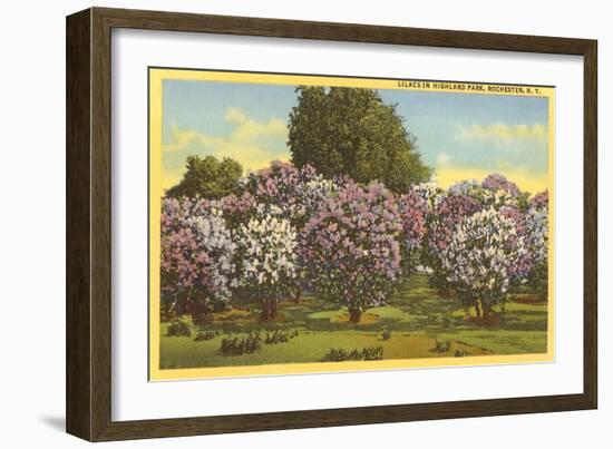 Lilacs, Highland Park, Rochester, New York-null-Framed Art Print