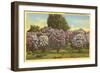 Lilacs, Highland Park, Rochester, New York-null-Framed Art Print