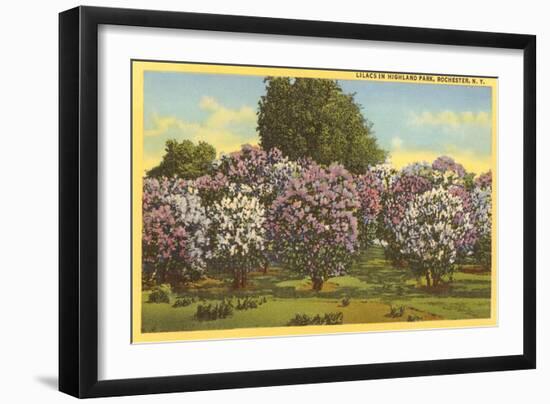 Lilacs, Highland Park, Rochester, New York-null-Framed Art Print