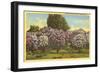 Lilacs, Highland Park, Rochester, New York-null-Framed Art Print