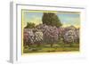 Lilacs, Highland Park, Rochester, New York-null-Framed Art Print