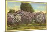 Lilacs, Highland Park, Rochester, New York-null-Mounted Art Print
