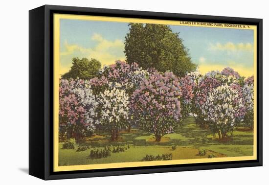 Lilacs, Highland Park, Rochester, New York-null-Framed Stretched Canvas