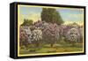 Lilacs, Highland Park, Rochester, New York-null-Framed Stretched Canvas