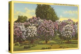 Lilacs, Highland Park, Rochester, New York-null-Stretched Canvas