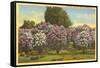 Lilacs, Highland Park, Rochester, New York-null-Framed Stretched Canvas