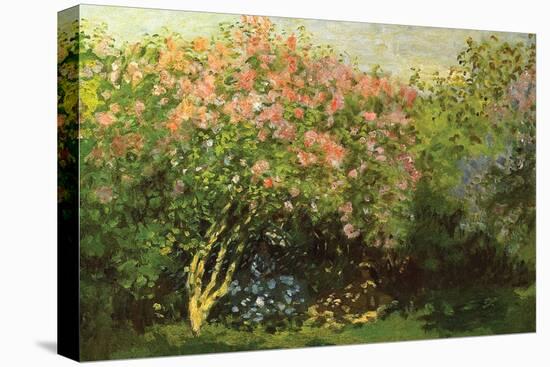 Lilacs in the Sun-Claude Monet-Stretched Canvas