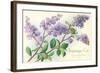 Lilacs, Topanga, California-null-Framed Art Print