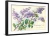 Lilacs, Topanga, California-null-Framed Art Print