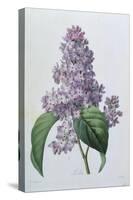 Lilacs-Pierre-Joseph Redouté-Stretched Canvas