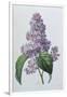 Lilacs-Pierre-Joseph Redouté-Framed Giclee Print