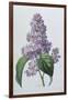 Lilacs-Pierre-Joseph Redouté-Framed Giclee Print