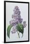 Lilacs-Pierre-Joseph Redouté-Framed Giclee Print