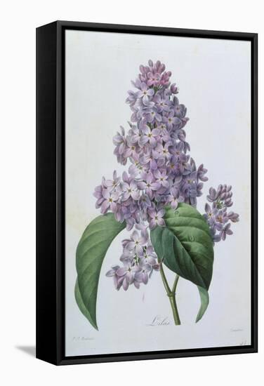 Lilacs-Pierre-Joseph Redouté-Framed Stretched Canvas