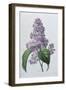 Lilacs-Pierre-Joseph Redouté-Framed Giclee Print