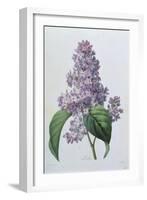 Lilacs-Pierre-Joseph Redouté-Framed Giclee Print