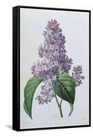 Lilacs-Pierre-Joseph Redouté-Framed Stretched Canvas