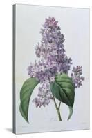 Lilacs-Pierre-Joseph Redouté-Stretched Canvas