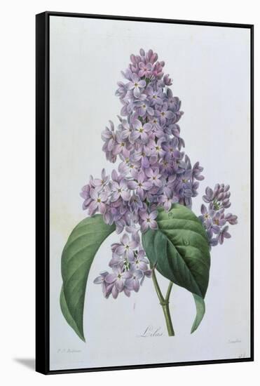 Lilacs-Pierre-Joseph Redouté-Framed Stretched Canvas